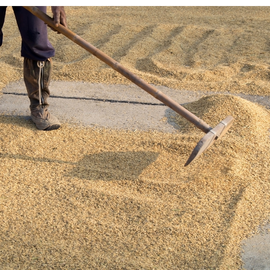 Pengeringan & Pembersihan